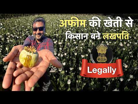 अफ़ीम की खेती farming India Opium Bird Part 2