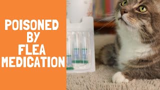 Flea Medication Poisoning: What Every Cat Owner Needs to Know