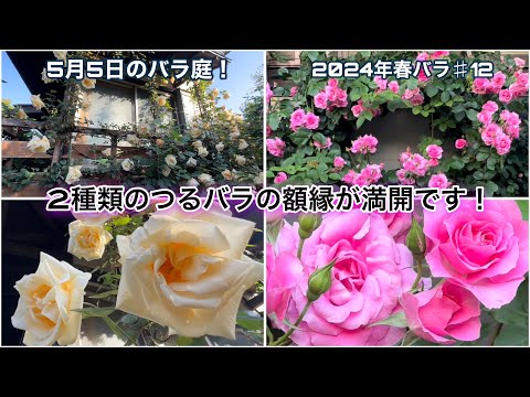 2種類のつるバラの額縁が満開に！バラの芸術が完成しました✨5月5日のバラ庭紹介🌹【バラ庭】