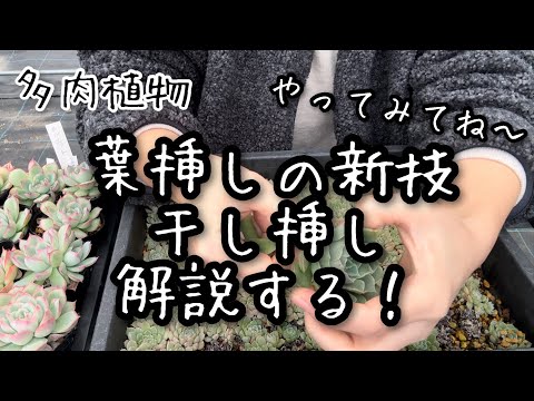 【多肉植物】多肉を増やす。葉挿しの新技見つけた！