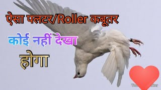 Roller pigeon 😍 पलटी मारने वाला कबूतर❤️ #racing pigeons @Yuvipetsvlogz0313