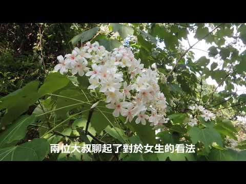 【大地的禮物】五月雪｜追憶桐花｜大地的贈禮｜李希去走走