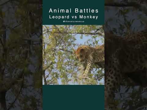 Leopard's Treetop Hunt: A leopard hunts a monkey on tree #leopard #monkey #hunting #wildlife