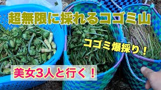 山菜採りマドンナと行く！無限に出る絶品山菜【こごみ】を採りまくれ！