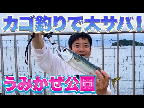 【横須賀うみかぜ公園】40cm超の大サバが釣れた！いま横須賀が激アツ！