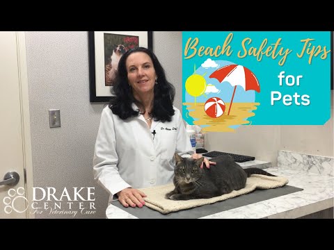 Beach Safety Tips for Pets