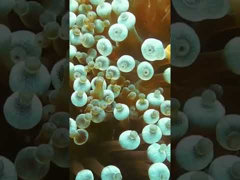 Beautiful clown fish in an aquarium #shorts #short