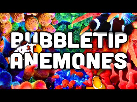 Bubble Tip Anemones EVERYTHING You Need to Know!