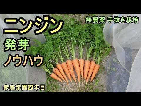 【ニンジン ほぼ100%発芽カンタンノウハウ】家庭菜園27年目 無農薬 半自給自足