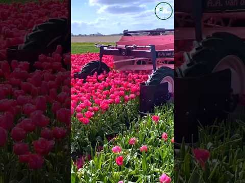 MODERN FLOWER PICKING AGRICULTURAL MACHINERY #satisfying #shortsvideo