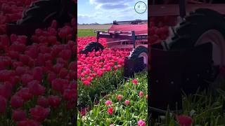 MODERN FLOWER PICKING AGRICULTURAL MACHINERY #satisfying #shortsvideo