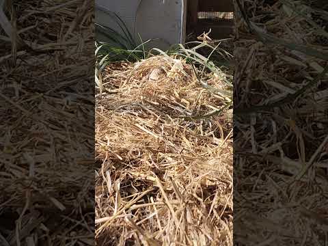 The quail are enjoying some straw bedding.