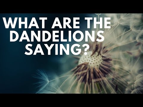 What Does It Mean If Dandelions Are Growing In My Yard?  Are They Trying To Tell You Something!?