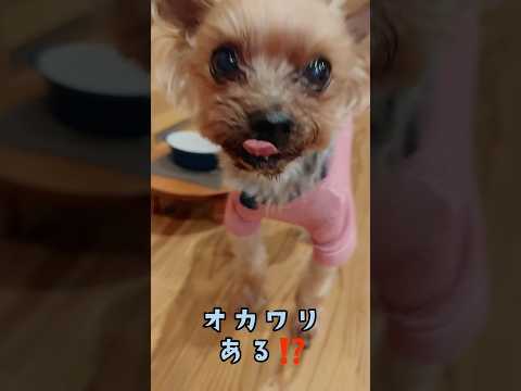 ごはん食べ終わった表情が可愛い🐶💕具だくさんカレー🍛大満足✨