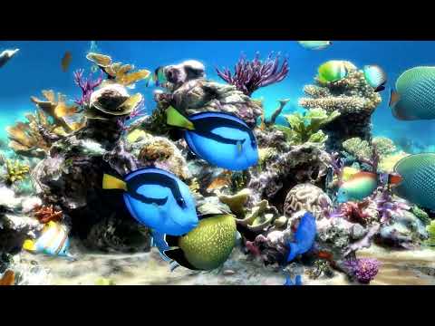 Soothing Marine Aquarium Coral Fish Tank | No Music Just Relaxing Water Sounds | 4 Hours