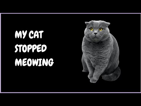 My Cat Stopped Meowing