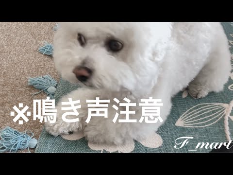 番犬をするビションフリーゼ【※吠える声入ってます】　ｰビションフリーゼ犬ｰ