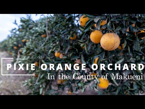 Pixie Orange Farm Tour: Thriving in Makueni, Kenya #orangefarming #farmlife #orchard