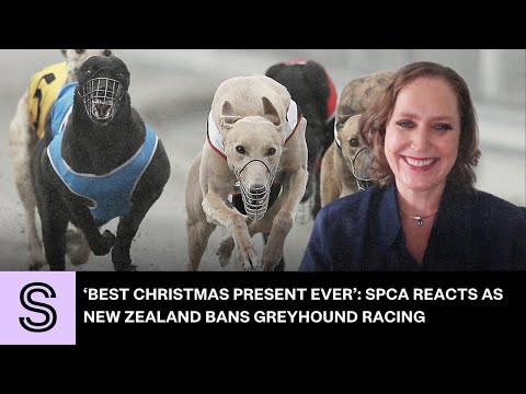 ‘Best christmas present ever’: SPCA reacts as New Zealand bans greyhound racing | Stuff.co.nz