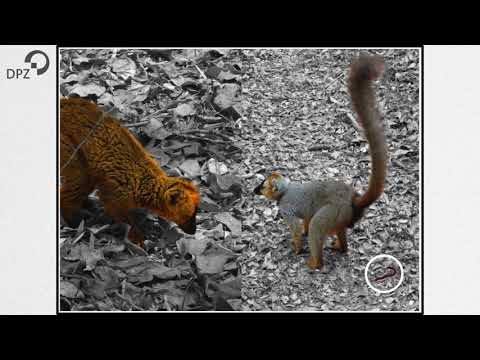 Lemurs use millipedes for their tummy troubles