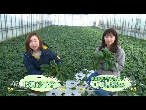 「Fresh Vegetable」旬の青森県産寒じめちぢみほうれん草を紹介♪