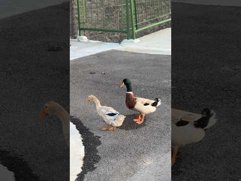 Ducks in my neighbourhood