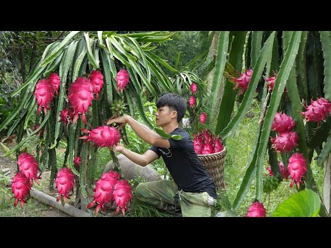 Harvesting dragon fruit, big bananas to country market sell. Earn money preparing build new house