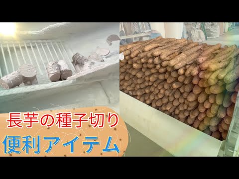 【長芋農家必見‼︎】種子切りで役立つ便利なアイテム。これを求めてた！！【part2】