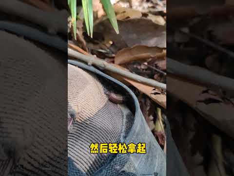 how to deal with leech? 被水蛭叮上了怎么办？