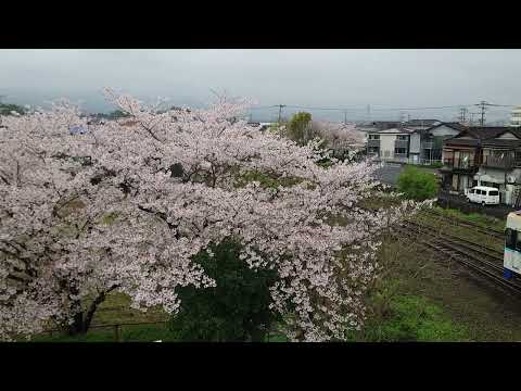 桜と松浦鉄道