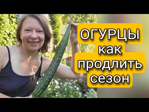 ОГУРЦЫ В СЕНТЯБРЕ | КАК ПРОДЛИТЬ ПЛОДОНОШЕНИЕ ОГУРЦОВ | Светлана Самойлова