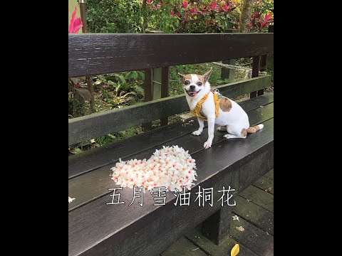 #Shorts 五月雪油桐花：土城桐花公園桐花祭