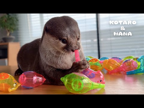 Cute Otters Hear Bird Whistle for the First Time