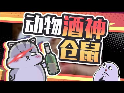 堪称“动物界酒神”，仓鼠的酒量有多离谱？