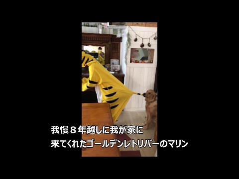 我慢8年越しに来てくれたゴールデンレトリバーのマリン