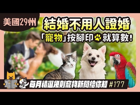 EP. 177 結婚不用人證婚，美國29州「寵物」按腳印就算數！｜毛爸媽碎碎唸