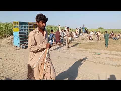 جام ارشد کبوتر باز kabutar race in South Punjab