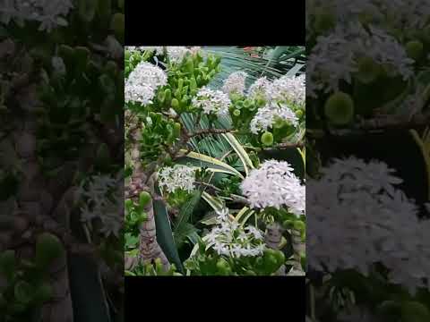 Giant jade tree blossom#garden #flower#money tree