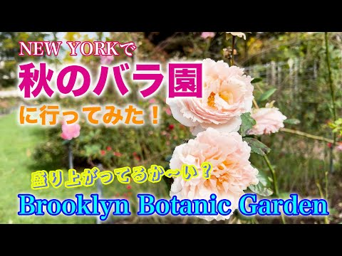 【NY秋薔薇１】ニューヨークでは秋バラを推しているのか？チェックしてみた！＠Brooklyn Botanic Garden