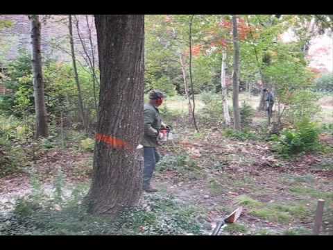 Tree split branches removed - Kitchen Tree Movie