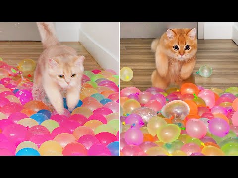 Moments My Cats Made Me Question Their IQ #13