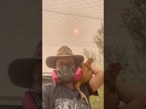 Smokey Day Vlog At The Farm. #chickens #hens #geese #farmlife #smoke #wildfire