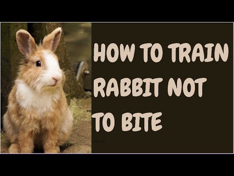 How To Train Rabbit Not To Bite