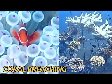 [サンゴの白化現象] こんなものまで白化する!？ その後、どうなる? coral Breaching