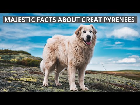 The Gentle Giant: 9 Surprising Things About Great Pyrenees