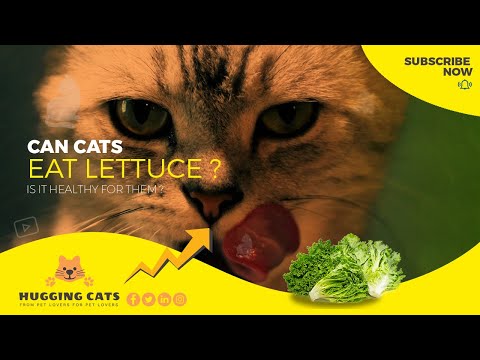 Can Cats Eat Lettuce: The Truth About Whether or Not Cats Can Eat Lettuce