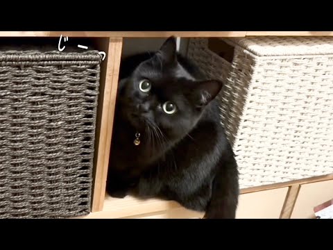 棚の狭い隙間に入ろうと試行錯誤する黒猫