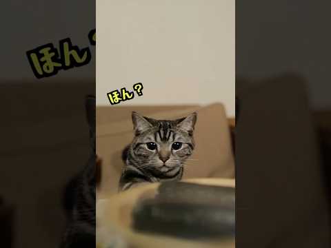 巻き寿司に踊らされる猫 #shorts #猫と料理