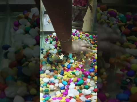 Fish tank #trending #shorts #fish #entertainment