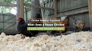 Chicken Behavior Explained: What Does a Happy Chicken Look and Sound Like?